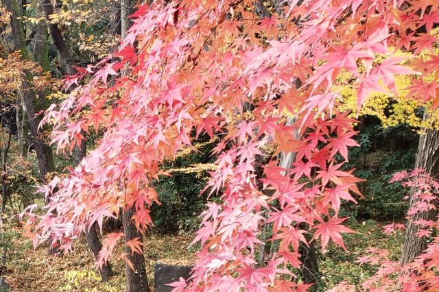 北の丸公園の紅葉の見頃