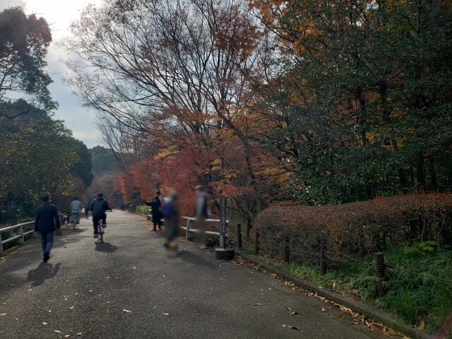 北の丸公園の紅葉の見どころ｜もみじ山の橋から見るもみじ