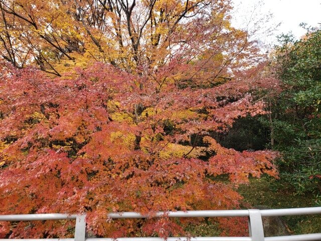 北の丸公園の紅葉の見どころ｜もみじ山の橋から見るもみじ