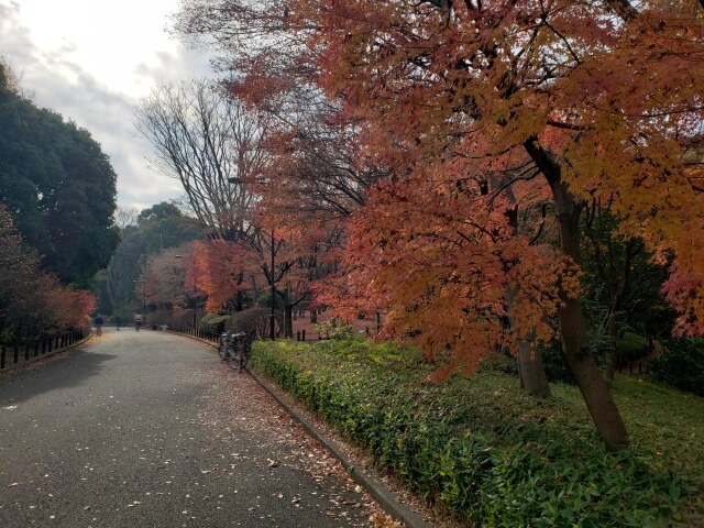 北の丸公園の紅葉の見どころ｜もみじ山のもみじ林