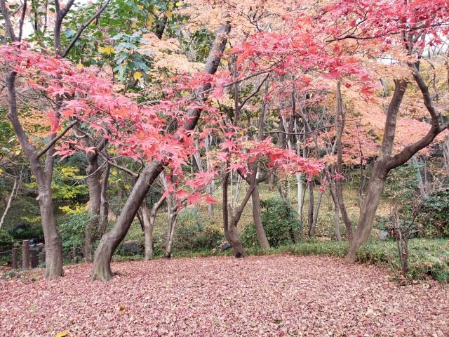 北の丸公園の紅葉の見どころ｜もみじ山のもみじ林