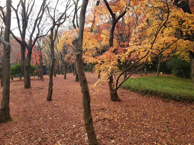 北の丸公園の紅葉の見どころ｜もみじ山のもみじ林