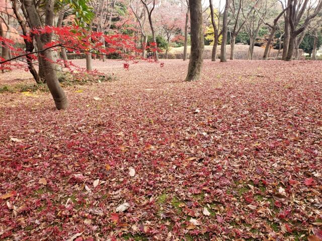 北の丸公園の紅葉の見どころ｜もみじ山のもみじ林