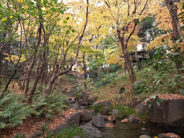 北の丸公園の紅葉の見どころ｜もみじ山周辺の川の景色