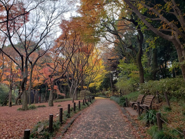 北の丸公園の紅葉の見どころ｜もみじ山の散歩道