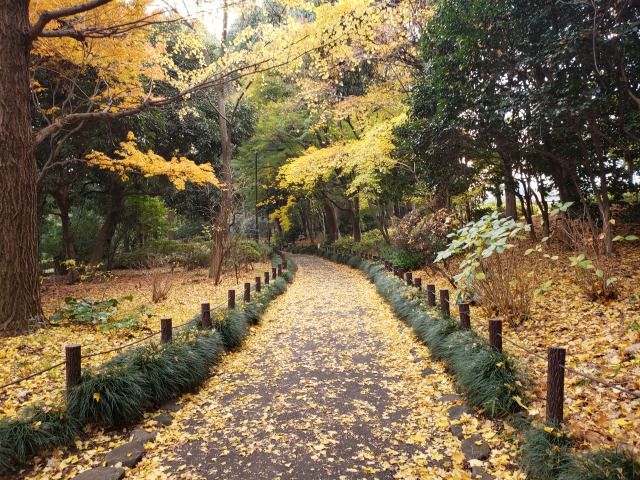 北の丸公園の紅葉の見どころ｜もみじ山から代官通りに向かう散歩道