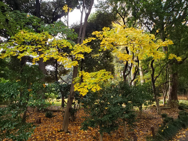 北の丸公園の紅葉の見どころ｜もみじ山から代官通りに向かう散歩道