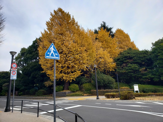 北の丸公園の紅葉の見どころ｜代官町通り沿いのイチョウ