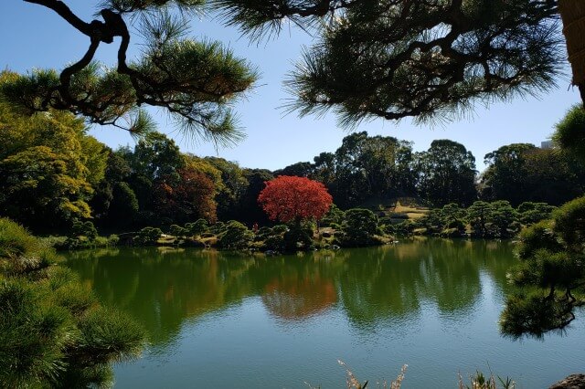 清澄庭園の紅葉の見所｜中の島の真っ赤なハゼノキ