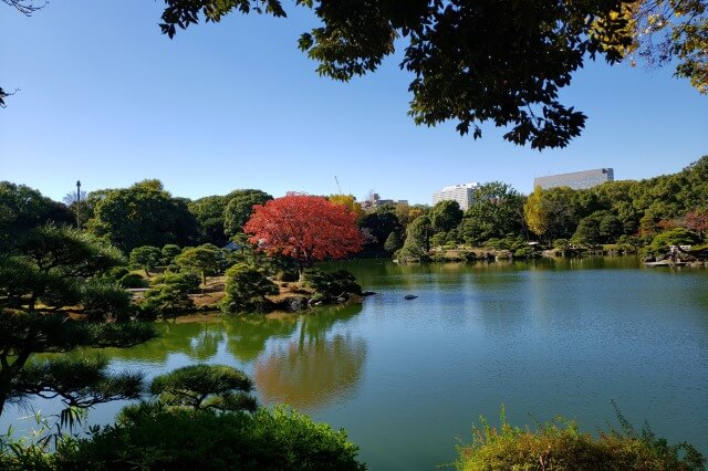 清澄庭園の紅葉の見所｜中の島の真っ赤なハゼノキ