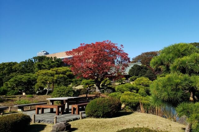 清澄庭園の紅葉の見所｜中の島の真っ赤なハゼノキ