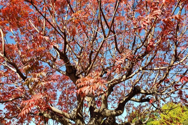 清澄庭園の紅葉の見所｜中の島の真っ赤なハゼノキ