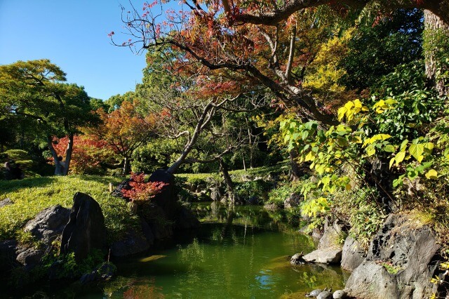 清澄庭園の紅葉の見所｜石橋周辺のもみじとハゼノキ