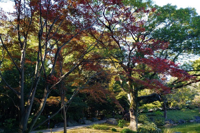 清澄庭園の紅葉の見所｜涼亭周辺のもみじ