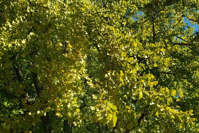 清澄庭園の紅葉の見所｜芦辺の浜周辺のイチョウ