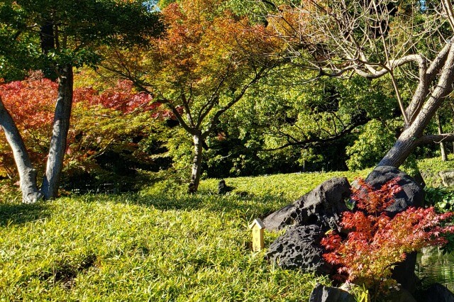 清澄庭園の紅葉の見頃