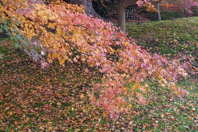 旧芝離宮恩賜庭園の紅葉の見頃