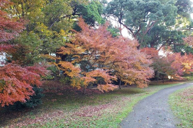 旧芝離宮恩賜庭園の紅葉の見どころ｜あずまや周辺のもみじ