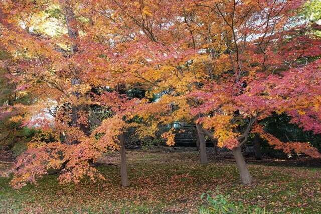 旧芝離宮恩賜庭園の紅葉の見どころ｜あずまや周辺のもみじ