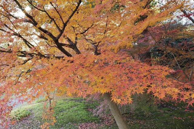 旧芝離宮恩賜庭園の紅葉の見どころ｜あずまや周辺のもみじ