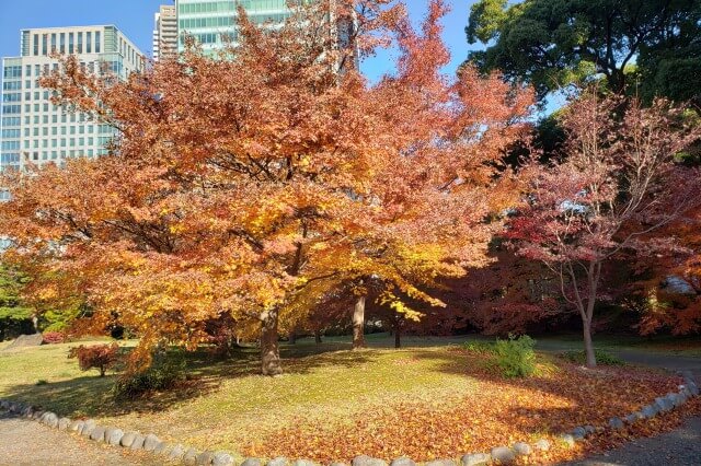 旧芝離宮恩賜庭園の紅葉の見どころ｜あずまや周辺のもみじ