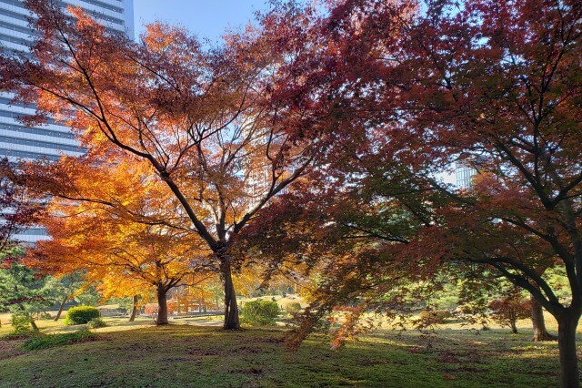 旧芝離宮恩賜庭園の紅葉の見どころ｜あずまや周辺のもみじ