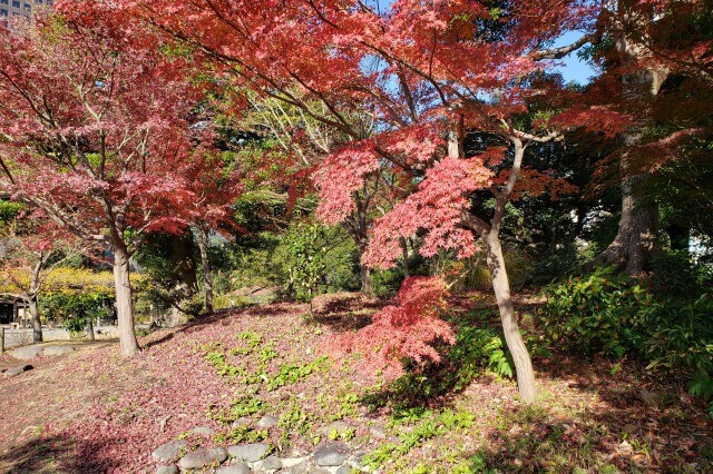 旧芝離宮恩賜庭園の紅葉の見どころ｜小池周辺のもみじ