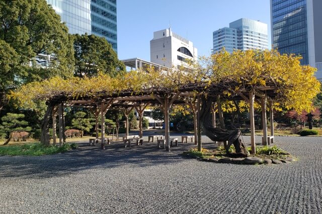 旧芝離宮恩賜庭園の紅葉の見どころ｜藤棚のフジ