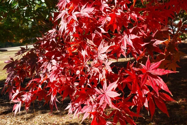 新宿御苑の紅葉