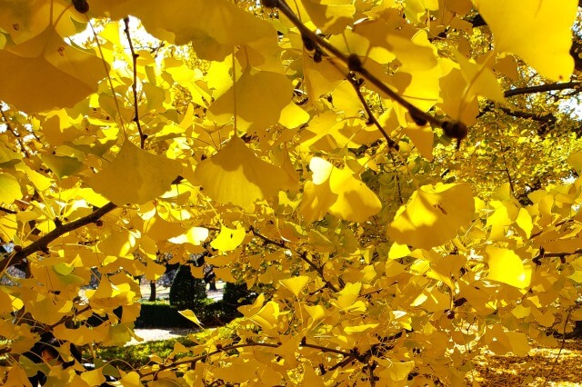 新宿御苑の紅葉の見頃｜紅葉の時期はいつ？