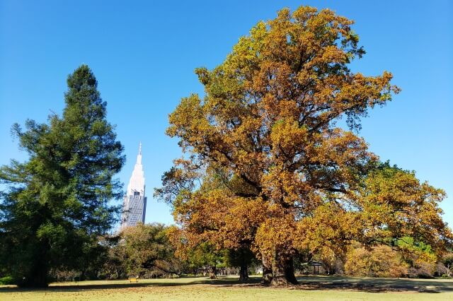 風景式庭園のユリノキの紅葉