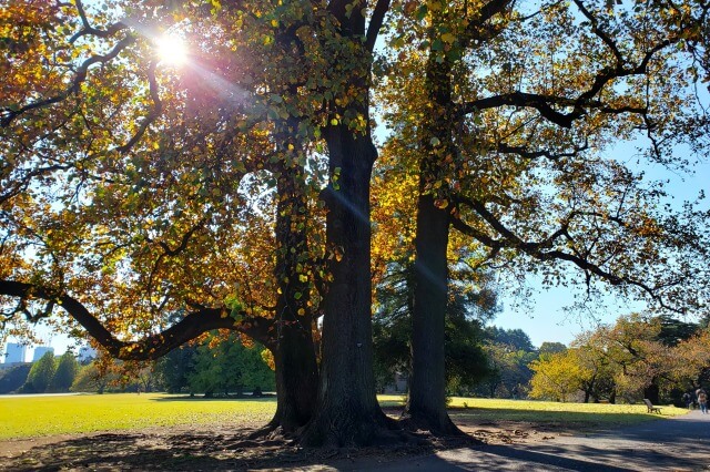 風景式庭園のユリノキの紅葉