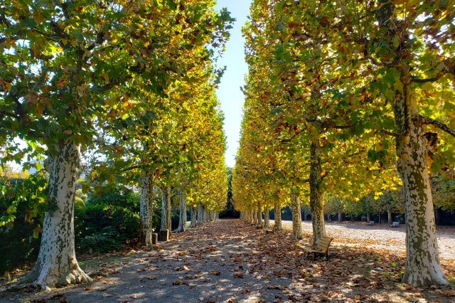 整形式庭園のプラタナス並木の紅葉