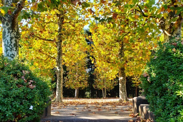 整形式庭園のプラタナス並木の紅葉