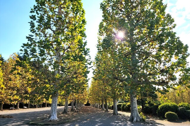 整形式庭園のプラタナス並木の紅葉