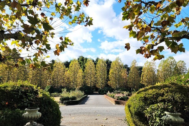 整形式庭園のプラタナス並木の紅葉