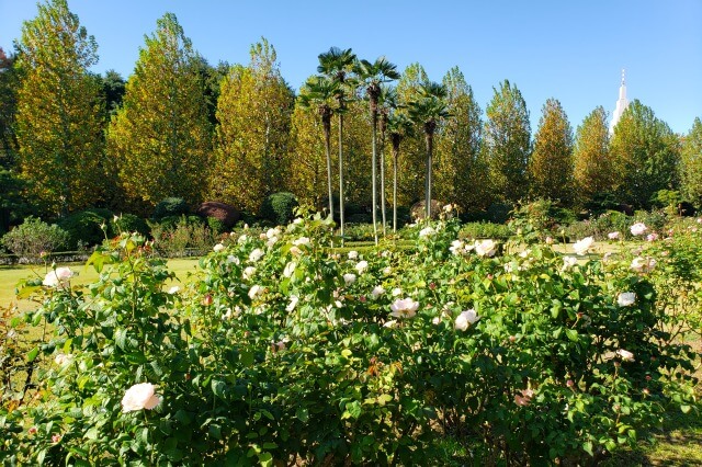 プラタナス並木の紅葉と秋のバラ