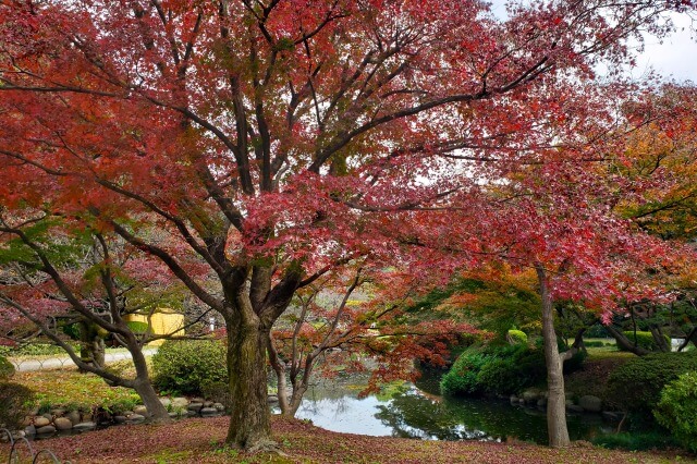 日本庭園のモミジ