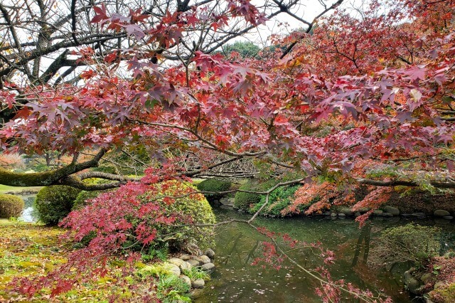 日本庭園のモミジ