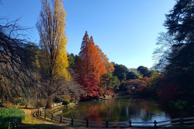 下の池のカエデ・ポプラ・メタセコイア