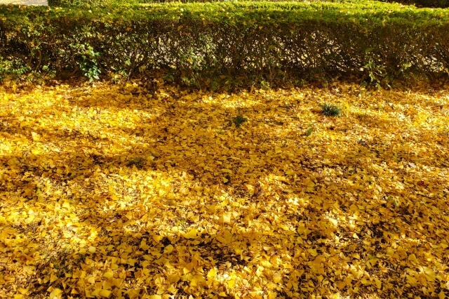 大温室前のタムケヤマ・イチョウ・メタセコイア