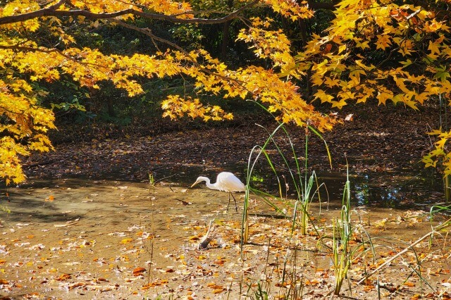 母と子の森のモミジと水鳥