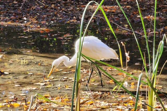 母と子の森のモミジと水鳥