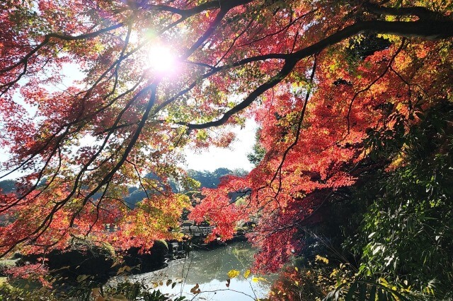 日本庭園のモミジ