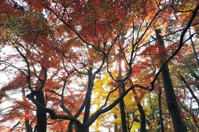 中の池周辺のモミジ