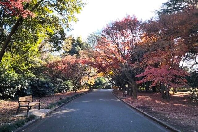 新宿門近くのモミジのトンネル