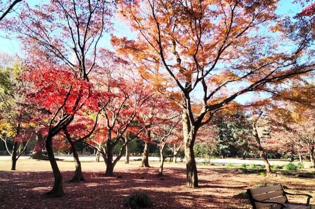 新宿門近くのモミジのトンネル