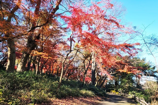 モミジ山のモミジ