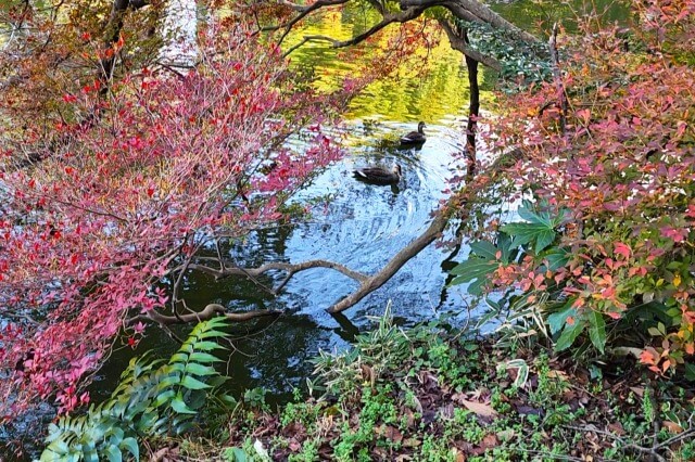 玉藻池の紅葉と水鳥