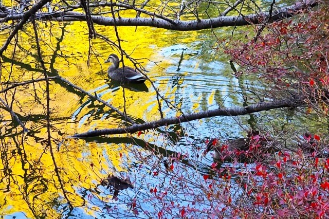 玉藻池の紅葉と水鳥